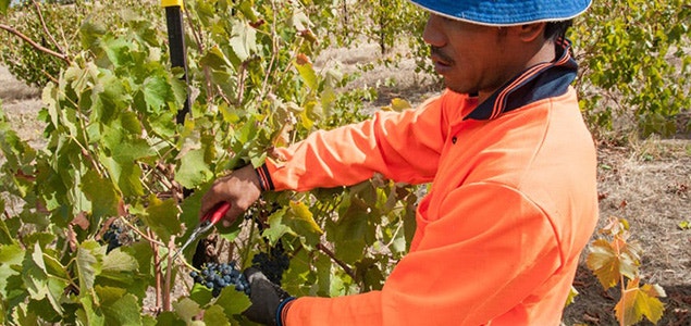 Vineyard Worker